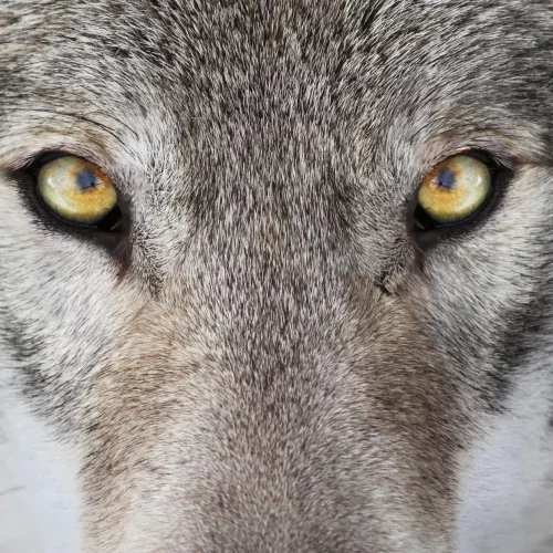 La Finlande : grandeur nature ! Visuel